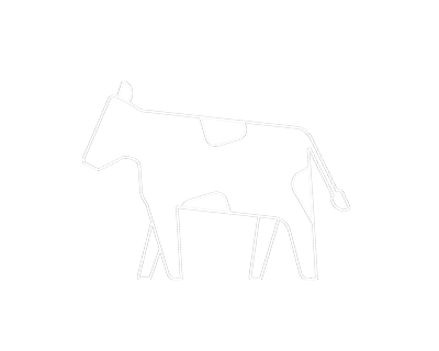 Hver ko har et gult øremærke, så vi kan følge dens mælkeproduktion.